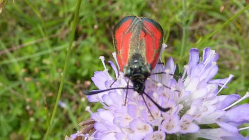 Réf. 206 904 : Zygaena (minos-purpuralis)